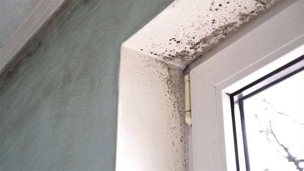 Best Commercial Mold Inspection  in Chattahoochee Hills, GA